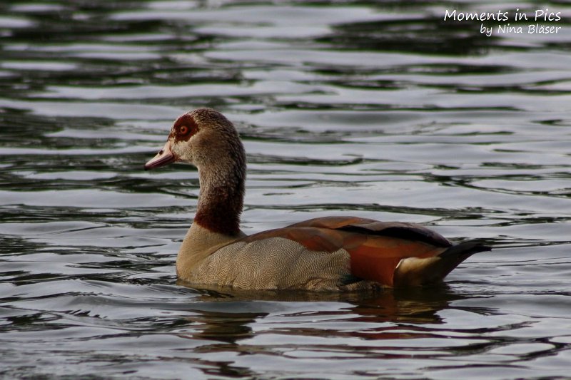 2010-06-14 Airis Blue Volshebny Svet (4).jpg